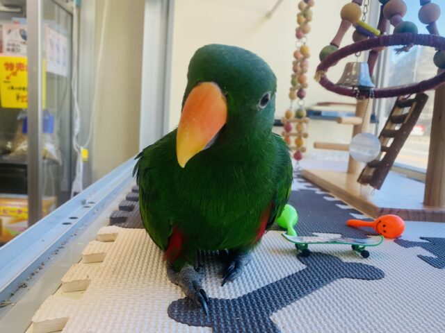 オオハナインコ