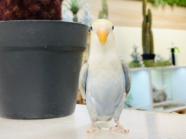 コザクラインコ（小桜インコ）