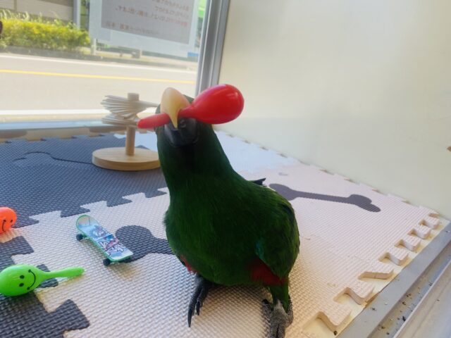 オオハナインコ