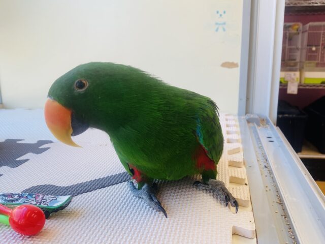 オオハナインコ