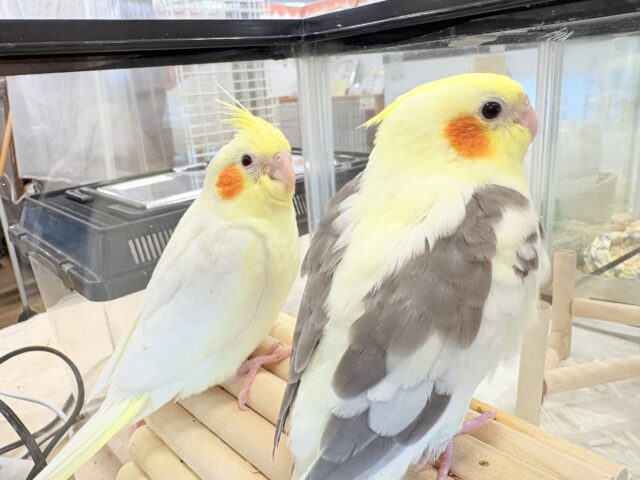 オカメインコ