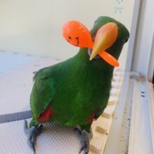 可愛い声で甘えちゃうぞ〜ッッ💕オオハナインコの男の子‼️
