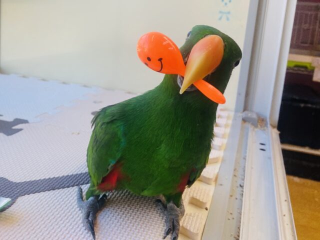 可愛い声で甘えちゃうぞ〜ッッ💕オオハナインコの男の子‼️