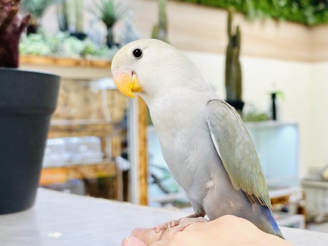 【最新画像】遊ぶのだ〜い好き❣️コザクラインコちゃん（シナモン）