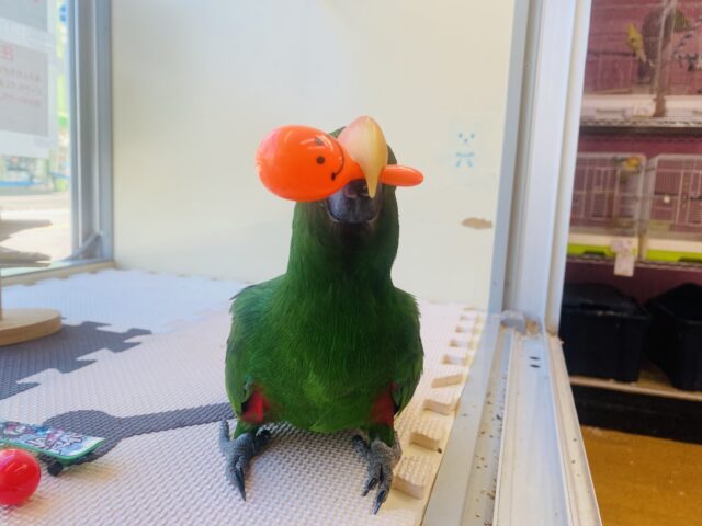 オオハナインコ
