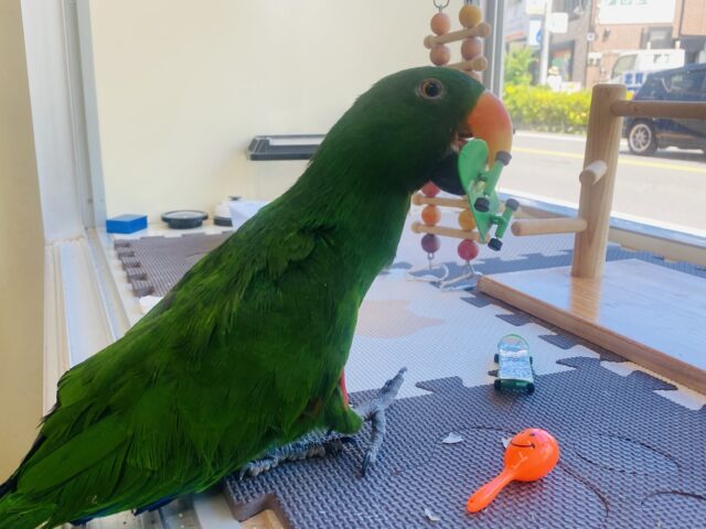 オオハナインコ