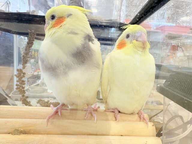 オカメインコ