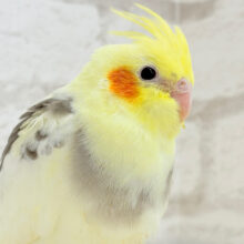 【最新画像更新🪄】可愛い顔したちびっ子怪獣🐣🍬オカメインコ(パイド) ヒナ
