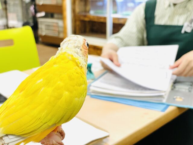 ホオミドリウロコインコ