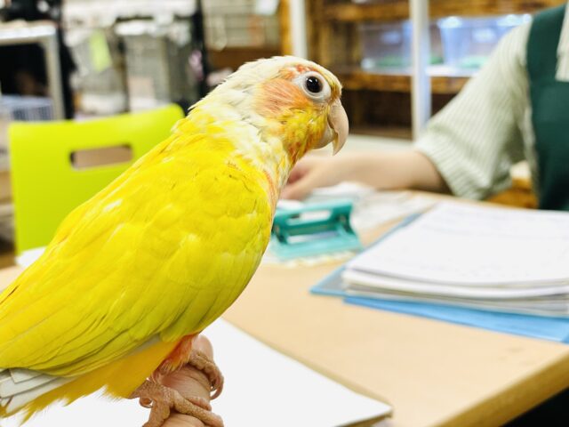 ホオミドリウロコインコ
