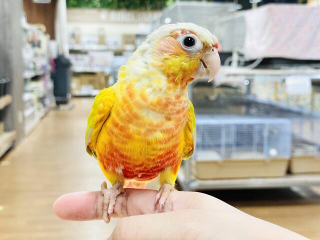 ホオミドリウロコインコ