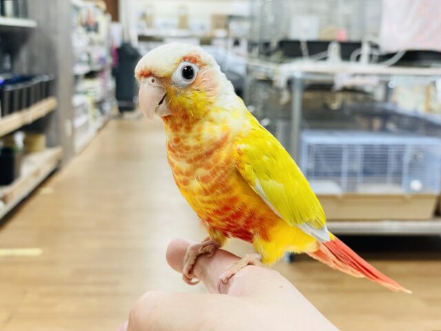ホオミドリウロコインコ