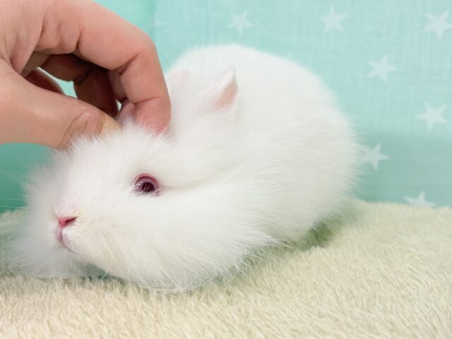 ライオンラビット
