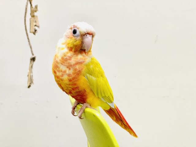 ホオミドリウロコインコ