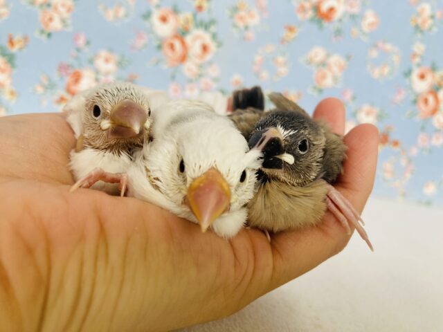 シルバーイノ文鳥 / 白文鳥 / 桜文鳥