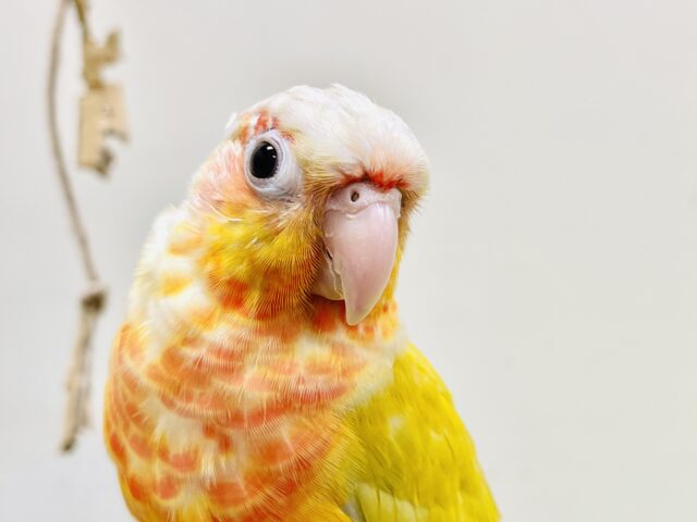 ホオミドリウロコインコ