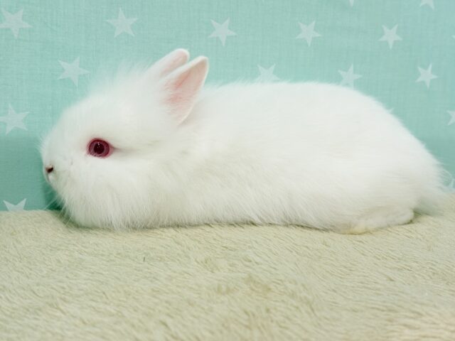 ライオンラビット