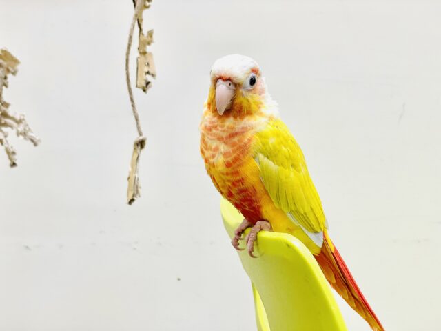 ホオミドリウロコインコ