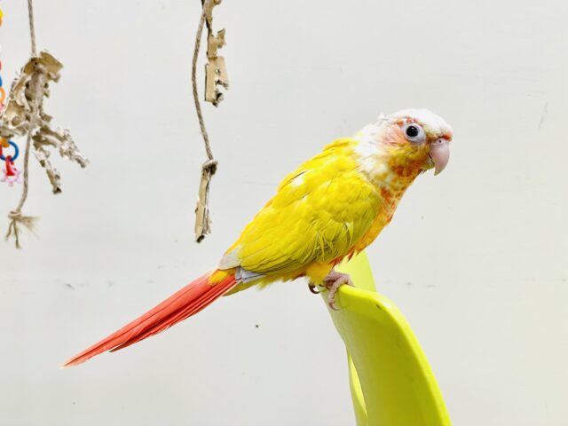 ホオミドリウロコインコ