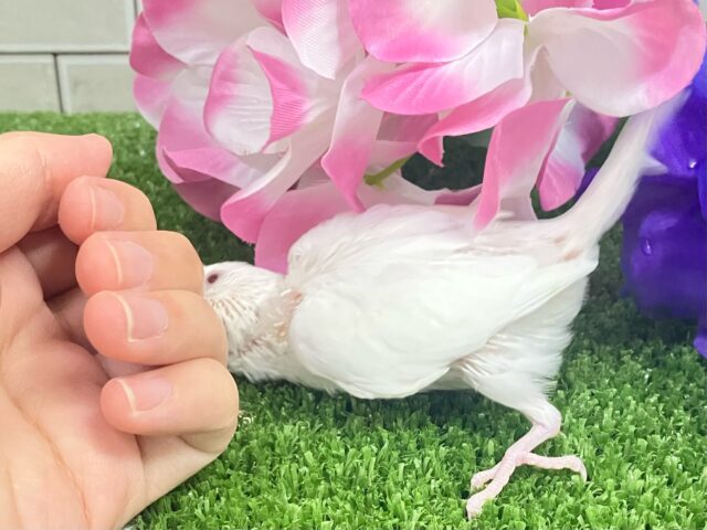 セキセイインコ