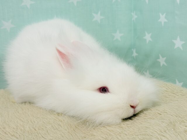 ライオンラビット