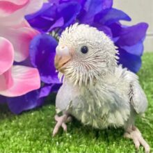 くもり？いやいや❕テンション快晴ッ❕☀️⋆꙳セキセイインコ(グレースパングル/2025年5月上旬生まれ)
