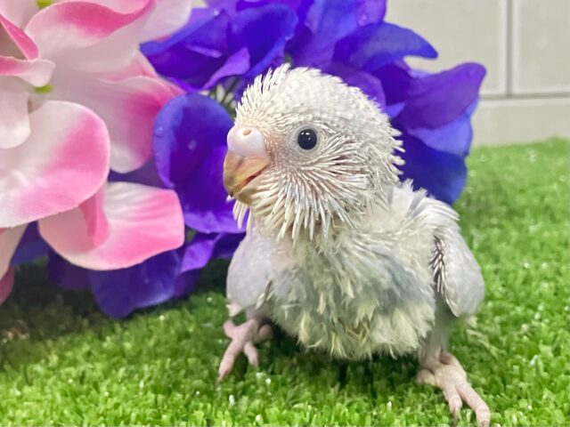 くもり？いやいや❕テンション快晴ッ❕☀️⋆꙳セキセイインコ(グレースパングル/2025年5月上旬生まれ)