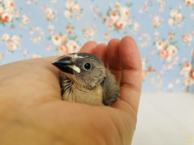 シルバーイノ文鳥 / 白文鳥 / 桜文鳥
