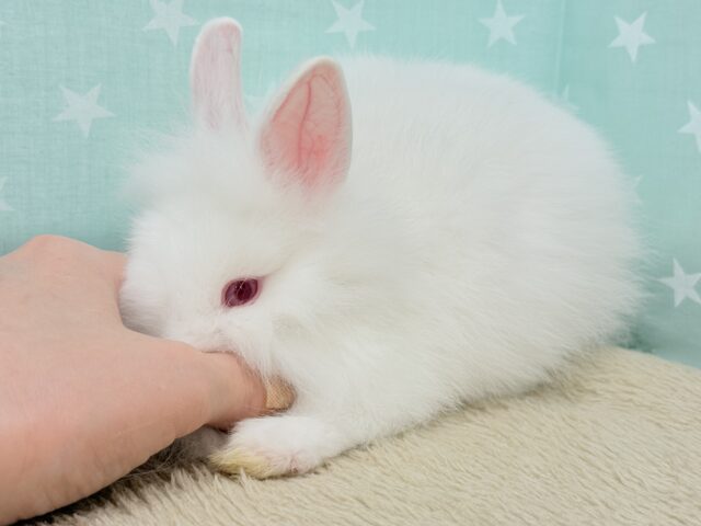 ライオンラビット