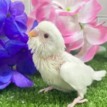 しろしろ𝐏𝐨𝐰𝐞𝐫🌟可能性は無限大♾️セキセイインコ(アルビノ/2025年5月生まれ)