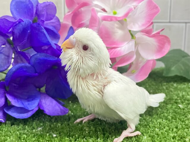 しろしろ𝐏𝐨𝐰𝐞𝐫🌟可能性は無限大♾️セキセイインコ(アルビノ/2025年5月生まれ)