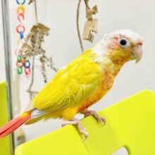 【最新画像】表情豊かで癒される🫧ホオミドリウロコインコ（サンチーク）ヒナ