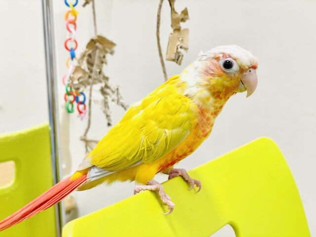 【最新画像】表情豊かで癒される🫧ホオミドリウロコインコ（サンチーク）ヒナ