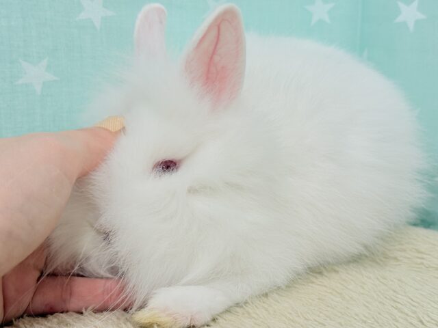 ライオンラビット