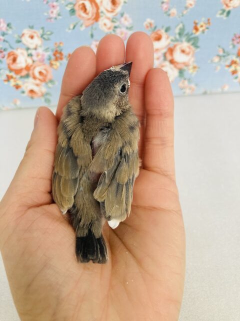 シルバーイノ文鳥 / 白文鳥 / 桜文鳥