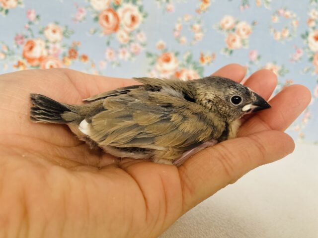 シルバーイノ文鳥 / 白文鳥 / 桜文鳥