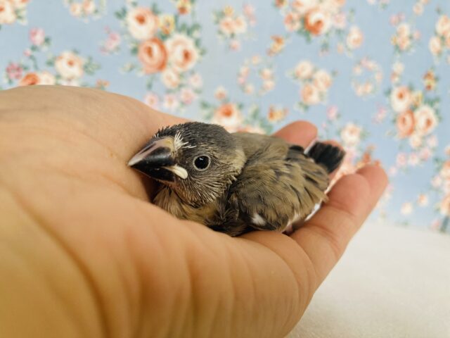 シルバーイノ文鳥 / 白文鳥 / 桜文鳥