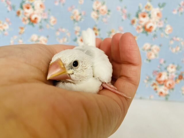 シルバーイノ文鳥 / 白文鳥 / 桜文鳥