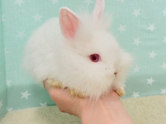 ライオンラビット
