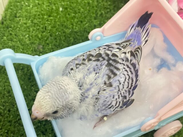 セキセイインコ