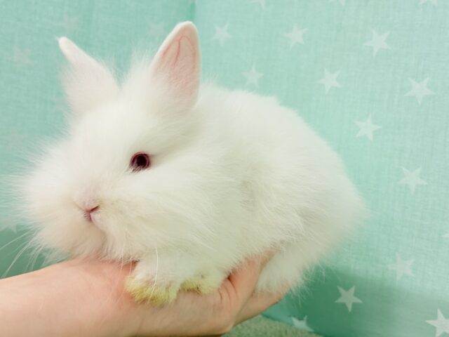 ライオンラビット