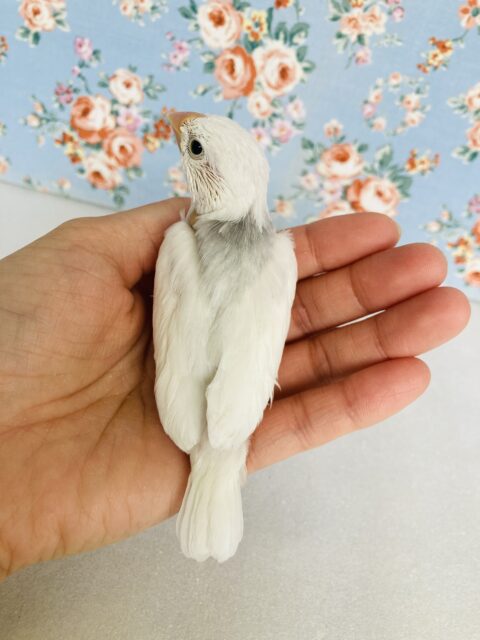 シルバーイノ文鳥 / 白文鳥 / 桜文鳥