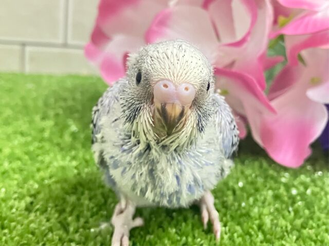 ふりるフリフリ👗✧*｡𝐆𝐫𝐞𝐚𝐭グレープ❕👍🏻.*˚セキセイインコ(バイオレットオパーリン/2025年5月上旬生まれ)