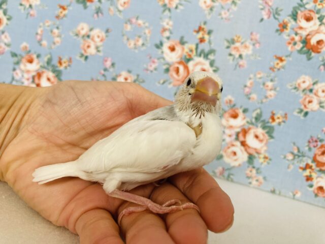 シルバーイノ文鳥 / 白文鳥 / 桜文鳥
