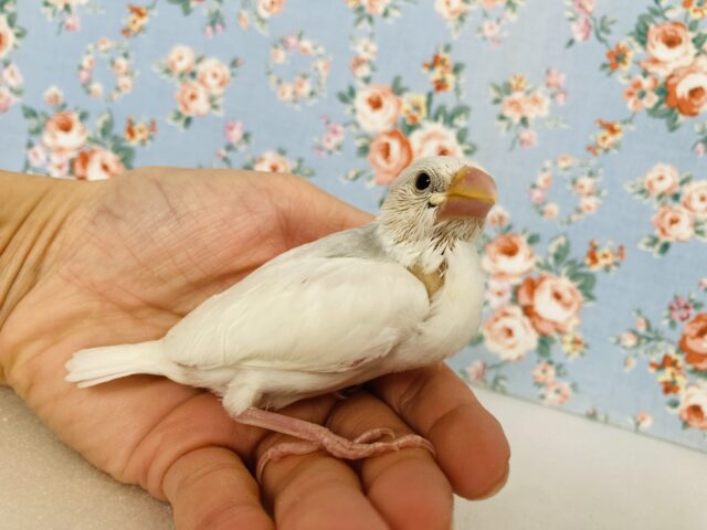 シルバーイノ文鳥 / 白文鳥 / 桜文鳥