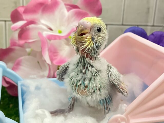 セキセイインコ