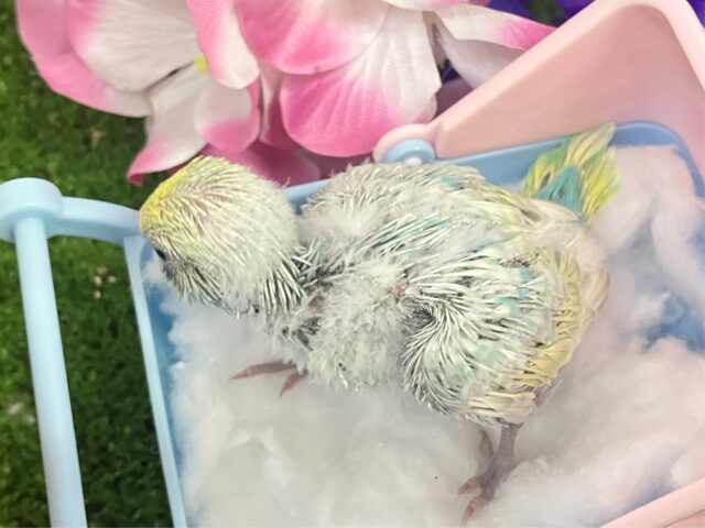セキセイインコ