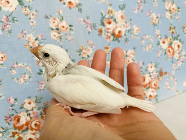 シルバーイノ文鳥 / 白文鳥 / 桜文鳥