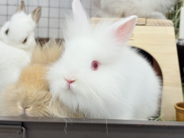 ライオンラビット
