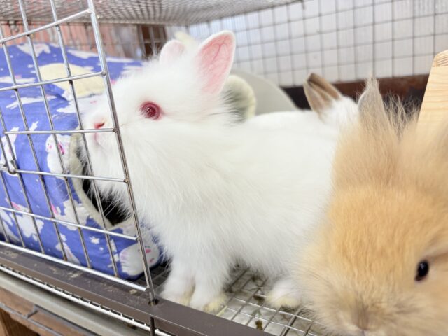 ライオンラビット